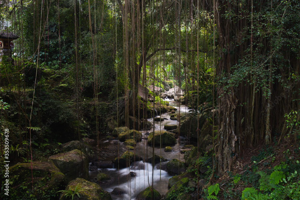 Fototapeta premium Jungle river