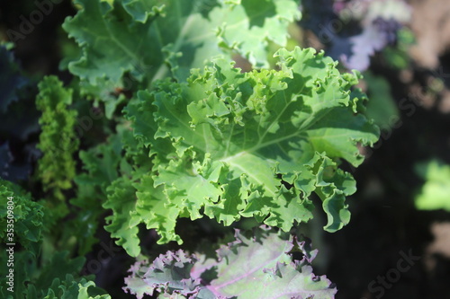 Kale cabbage close-up on a garden in the growth stage, selective focus.