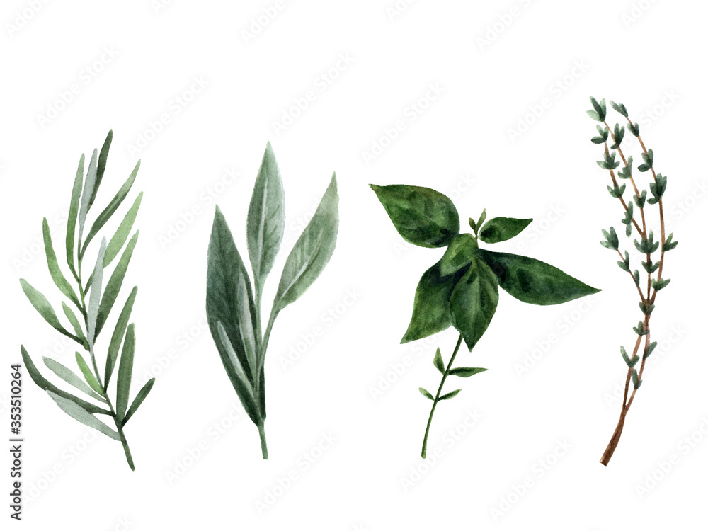 Spices and herbs in watercolor Spices and herbs in watercolor