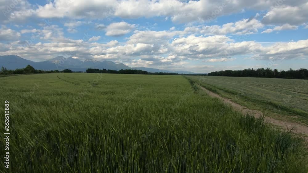 Slow motion young green wheat sway in light breeze on huge farming field.  Alps mountains in background. Wide shot, forward dolly moving