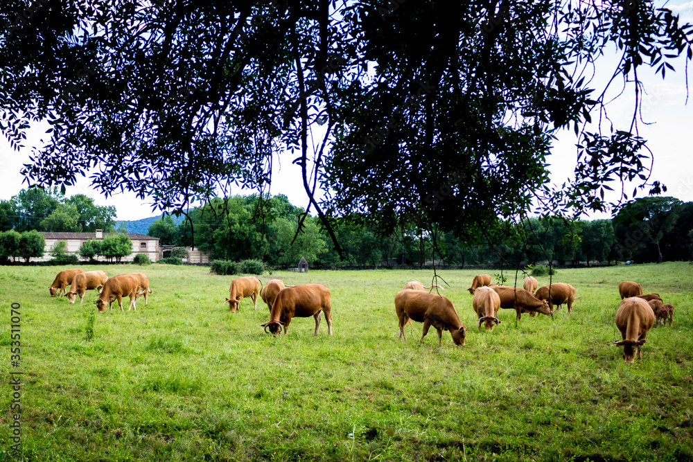 Vacas pastando en un prado