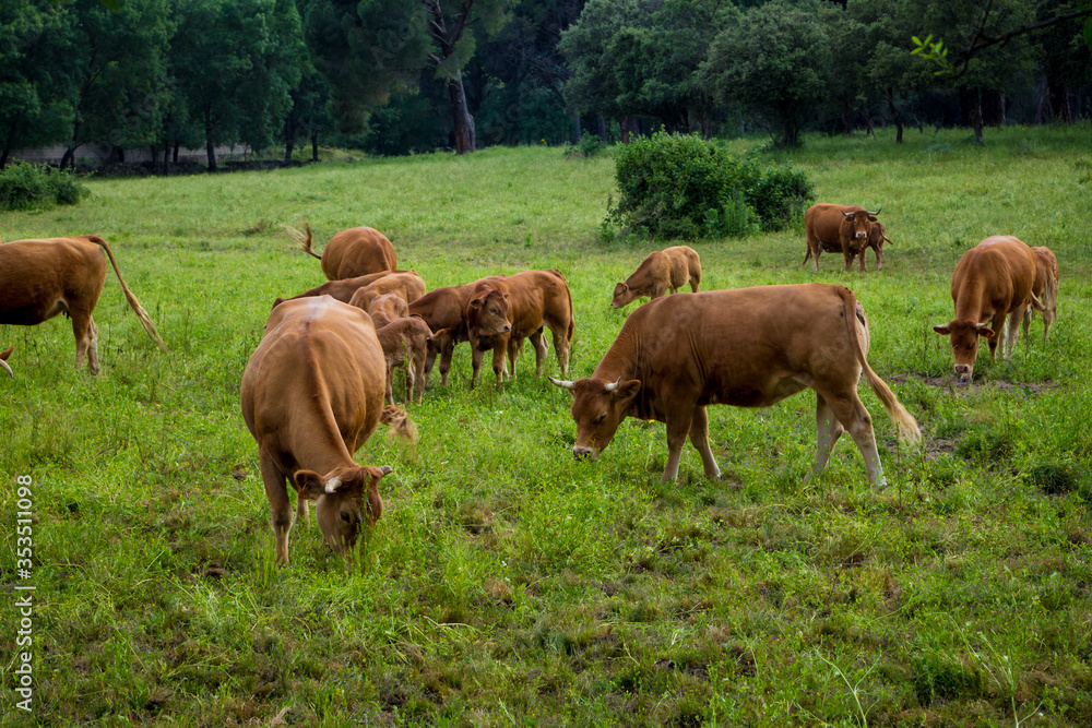Obraz premium Vacas pastando
