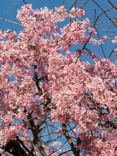 beautiful pink flowers photographed by the sunset, itlaly photo