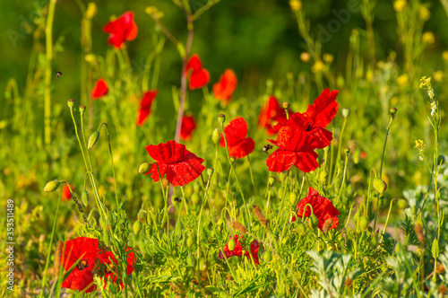 Wild flowers like red papavers in a grassy green field in sunlight at an early spring morning