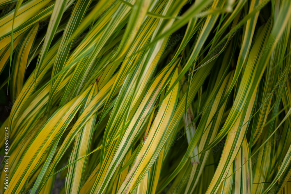 Hakone grass background. Hakonechloa is a genus of bunchgrass in the tribe Molinieae of the grass family, Poaceae, native to eastern Asia. Hakone grass background. Hakonechloa is a genus of bunchgrass in the tribe Molinieae of the grass family, Poaceae, native to eastern Asia.