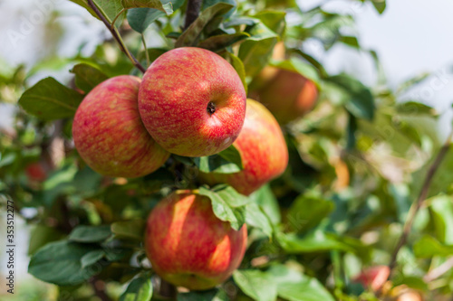 ripe apples honeycrisp on apple tree branch.