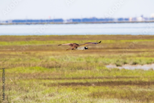 osprey in flight