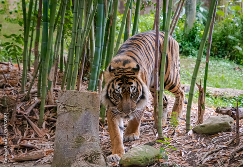 Sumatran Tiger from southeastern Asia as zoological specimen in Georgia.