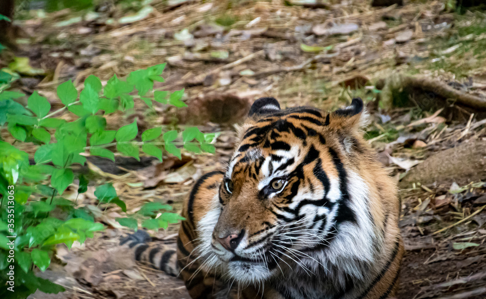 Sumatran Tiger sitting on ground with ears back in zoological setting in Georgia.