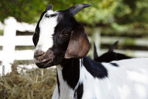 The domestic goat or simply goat is a subspecies of C. aegagrus domesticated from the wild goat of Southwest Asia and Eastern Europe. The goat is a member of the animal family Bovidae and the subfamil