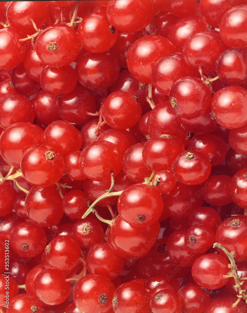 Murtillas frutas frescas berries bayas jugos naturales potente anti oxidante mermeladas tortas de arándanos mufit queques