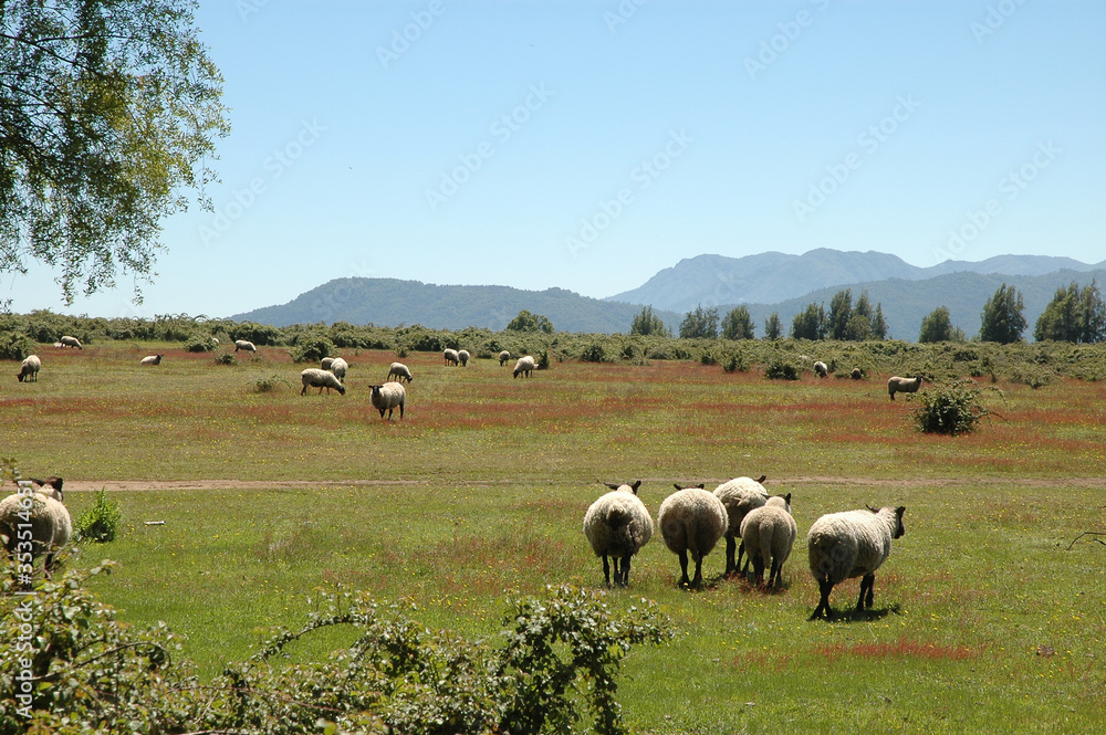 Ovejas paisaje camino a las siete tazas Curicó Chile montañas naturaleza Ovejas paisaje camino a las siete tazas Curicó Chile montañas naturaleza