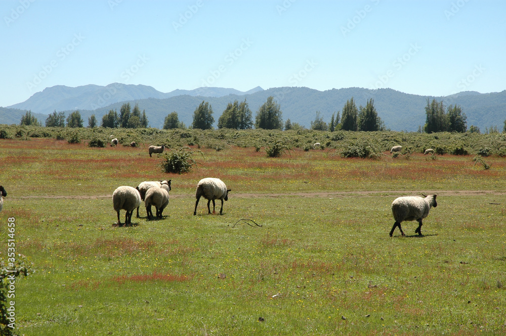 Ovejas paisaje camino a las siete tazas Curicó Chile montañas naturaleza Ovejas paisaje camino a las siete tazas Curicó Chile montañas naturaleza