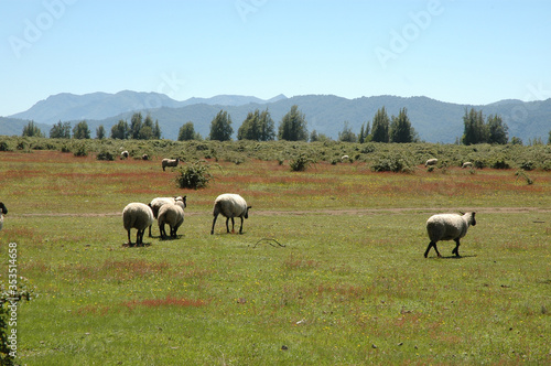 Ovejas paisaje camino a las siete tazas Curicó Chile montañas naturaleza  © Arturo