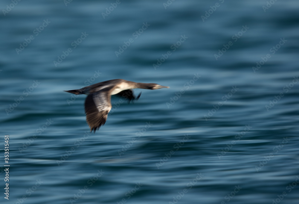Socotra cormorant flying, a panning effect Socotra cormorant flying, a panning effect