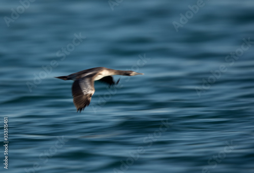 Socotra cormorant flying, a panning effect