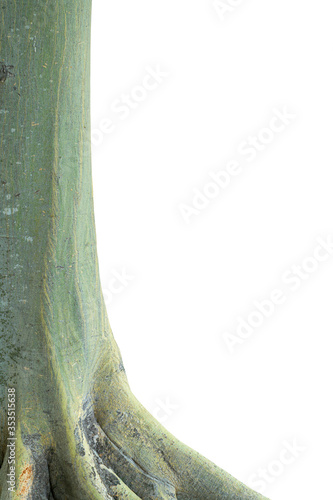 Tree trunk isolated on white background. This has clipping path.