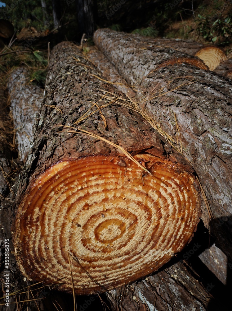 tronco de árvore com anéis de idade tronco de árvore com anéis de idade
