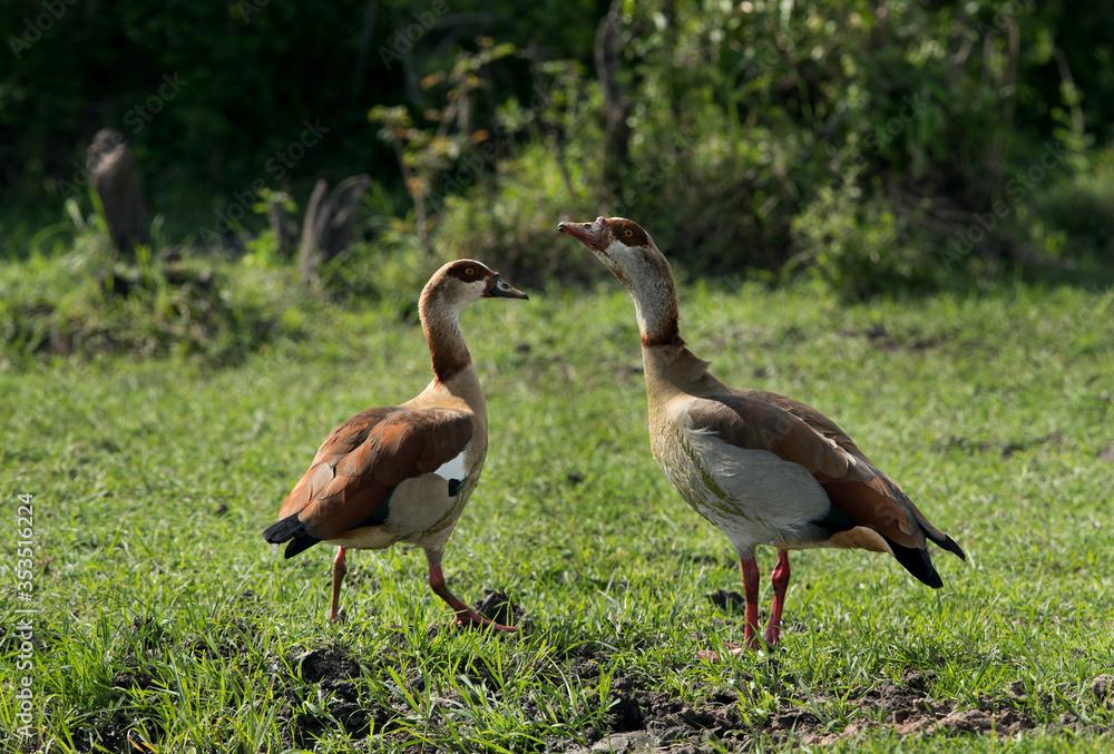 Obraz premium A pair od Egyptian goose in Masai Mara