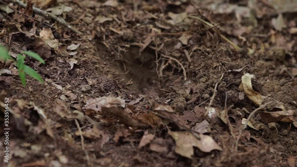 Male hands digging with with pickaxe planting Goldenseal, Hydrastis canadensis, Male hands digging with with pickaxe planting Goldenseal, Hydrastis canadensis,