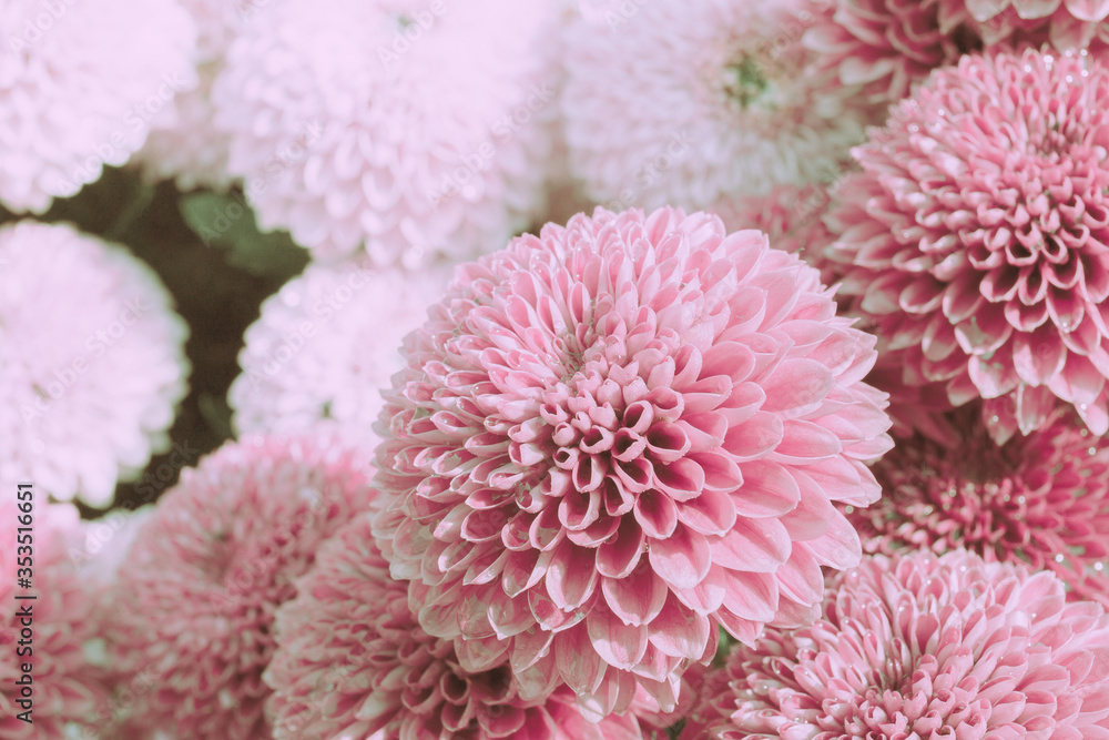 Beautiful Pink Dahlia Flower Field background. Beautiful Pink Dahlia Flower Field background.