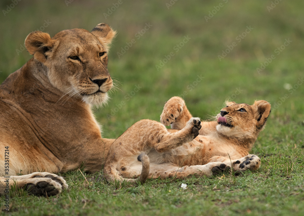 Lioness and her cub at Masai Mara Lioness and her cub at Masai Mara
