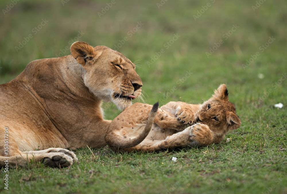 Fototapeta premium Lioness caring her cub, Masai Mara