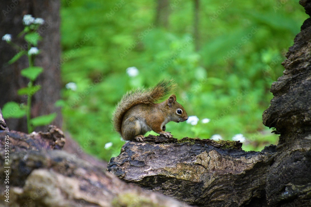 American Red Squirrel (Tamiasciurus hudsonicus) American Red Squirrel (Tamiasciurus hudsonicus)