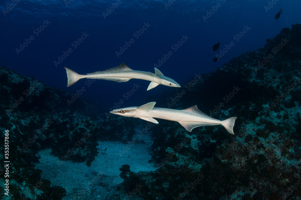 The remoras, sometimes called suckerfish, are a family (Echeneidae) of ray-finned fish in the order Carangiformes.