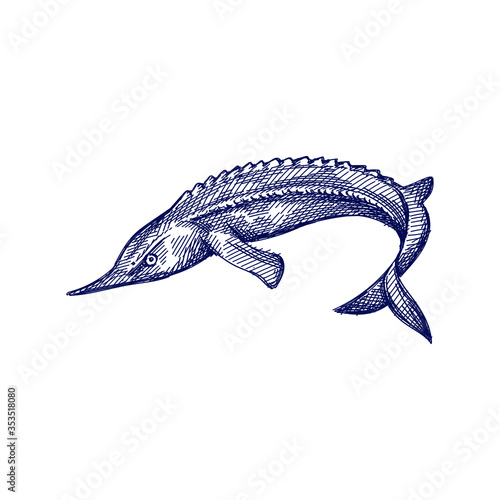 Hand-drawn sketch of ossetra fish on a white background. Ossetra caviar. Acipenser caviar	
