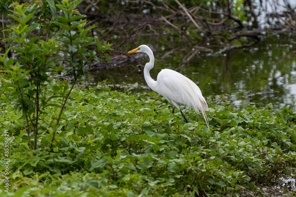 White Egret with small fish in its mouth White Egret with small fish in its mouth