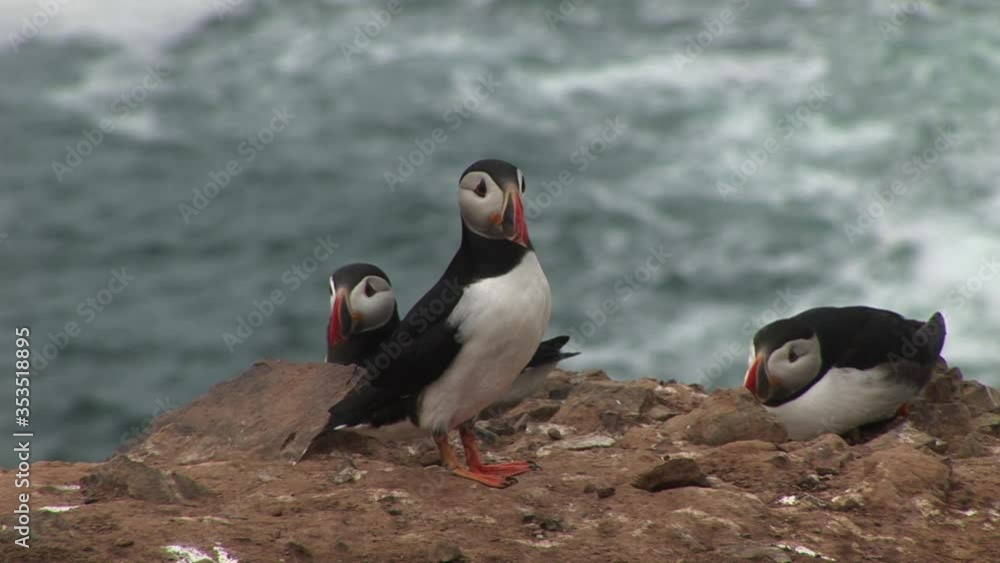Puffin bird on the cliffs cute colony of funny birds UK England Puffin bird on the cliffs cute colony of funny birds UK England
