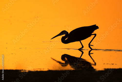 Silhouette of Western reef heron fishing