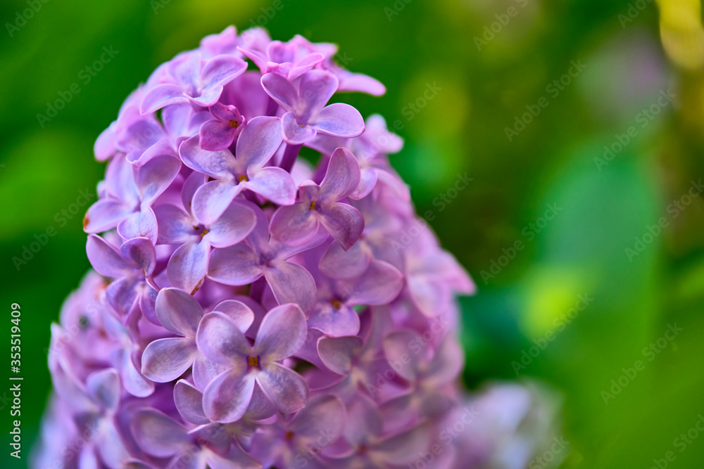 Close up beautiful lilac flowers blur background Close up beautiful lilac flowers blur background