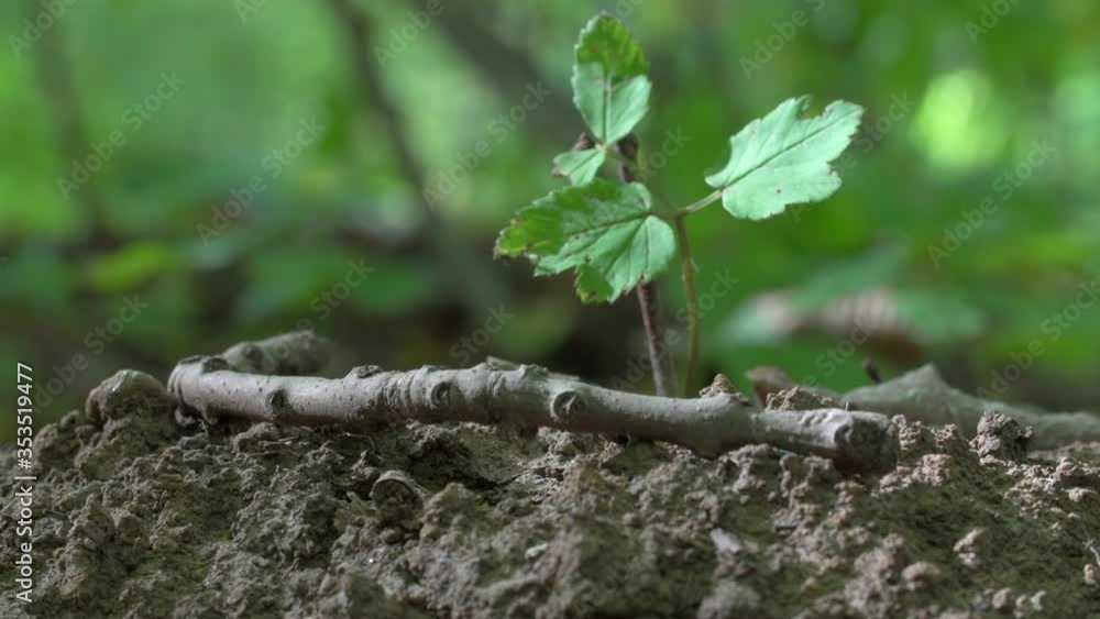 Close-up lockdown shot of stick by small plant growing on dirt in forest - Steigerwald, Germany Close-up lockdown shot of stick by small plant growing on dirt in forest - Steigerwald, Germany