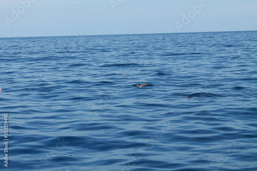 Sea bird and dolphins