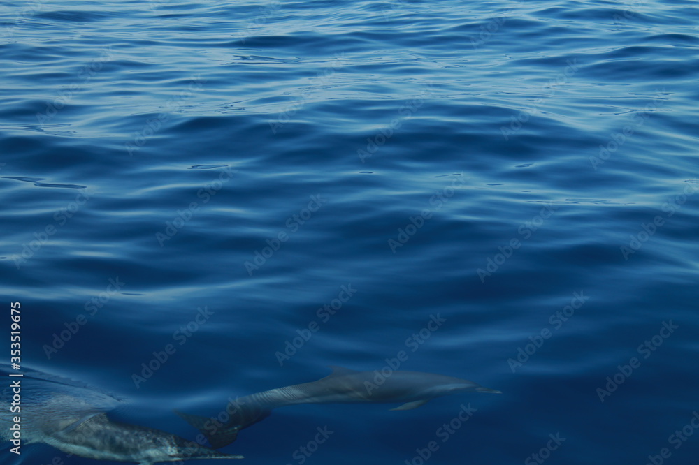 Sea bird and dolphins Sea bird and dolphins