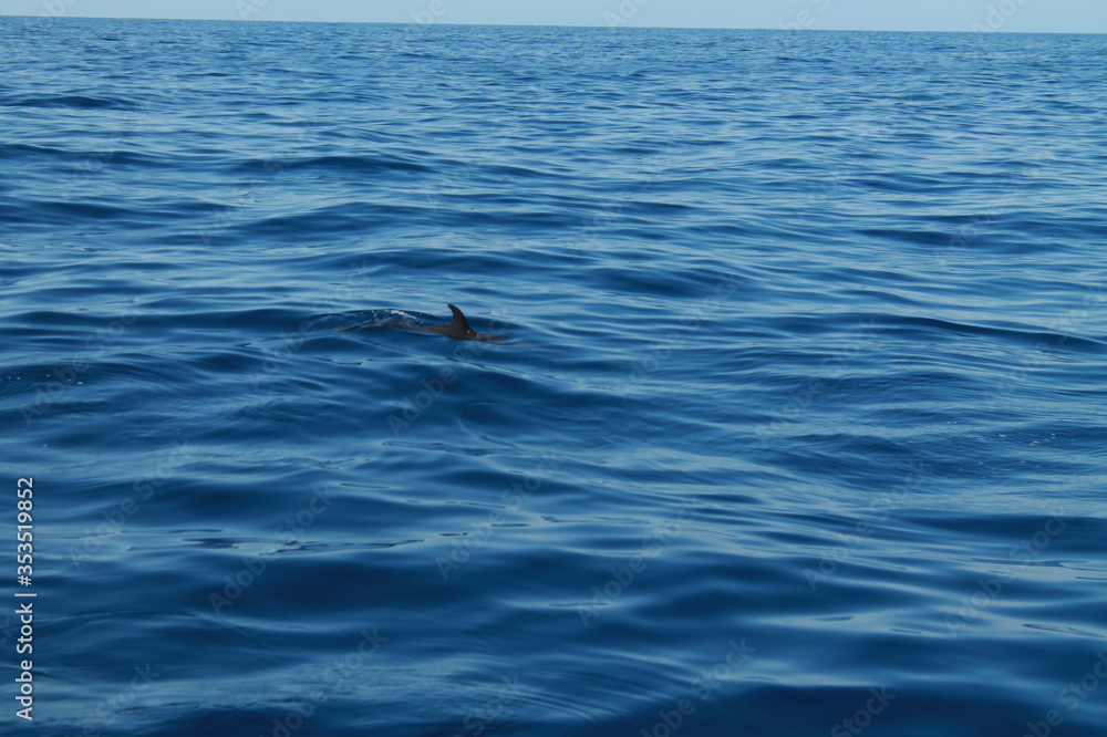 Naklejka premium Sea bird and dolphins
