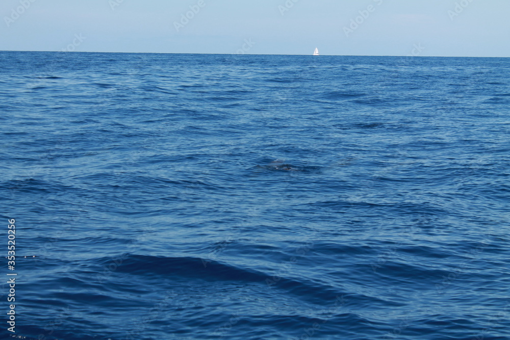 Obraz premium Sea bird and dolphins