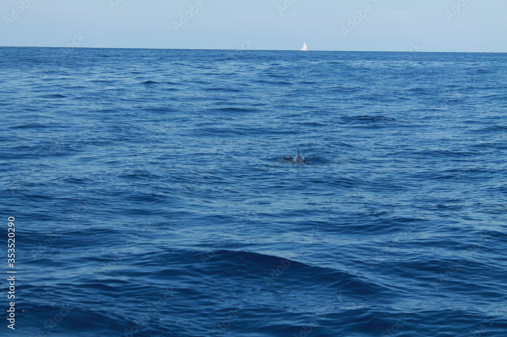 Obraz premium Sea bird and dolphins