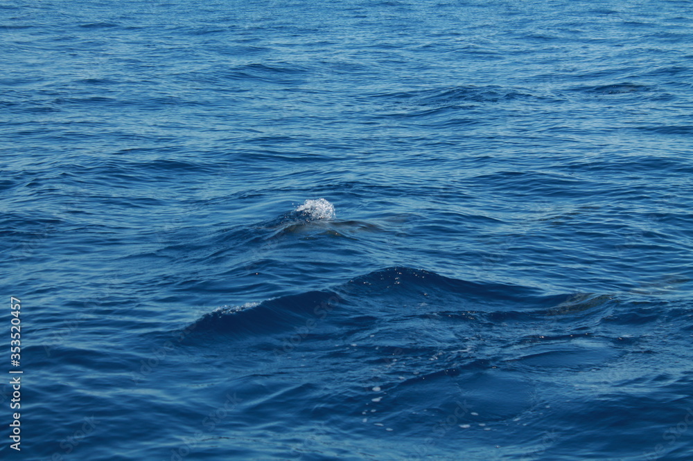 Sea bird and dolphins Sea bird and dolphins