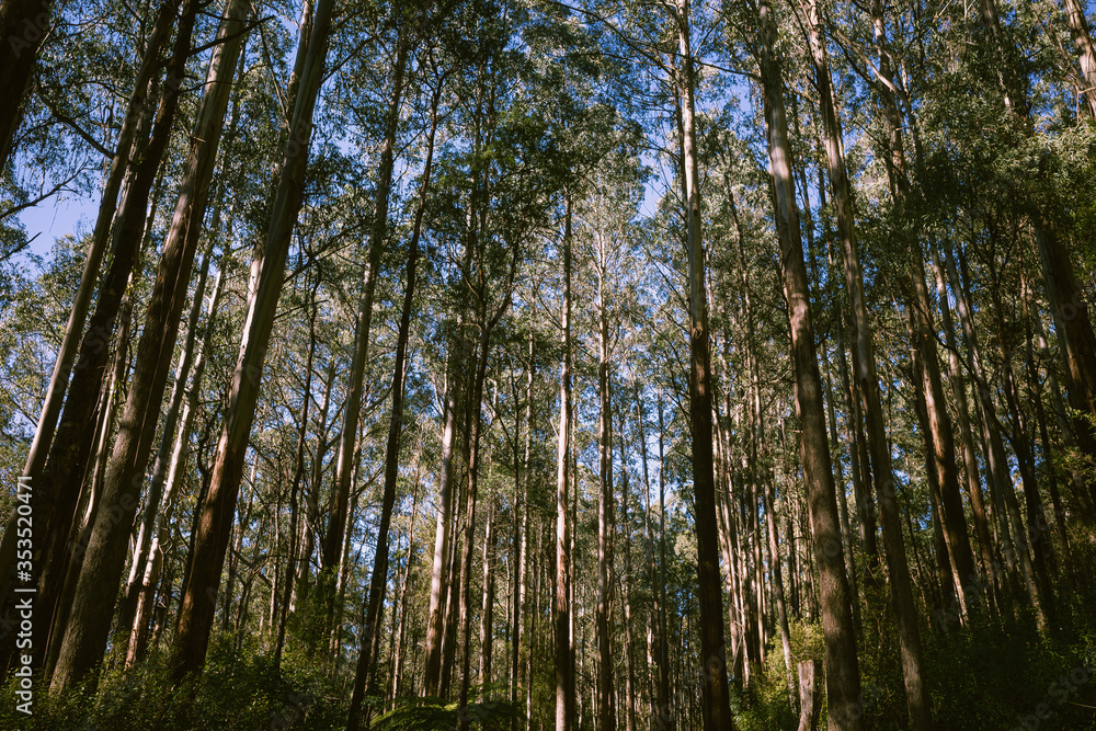 Forest of Eucalypts with clear blue sky Forest of Eucalypts with clear blue sky