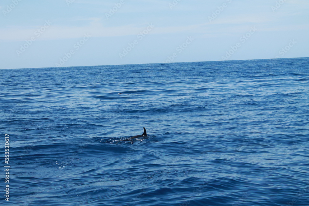 Sea bird and dolphins