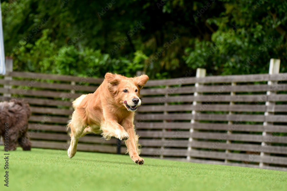 Naklejka premium ドッグランで遊ぶゴールデンレトリバー