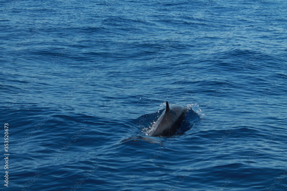 Fototapeta premium Sea bird and dolphins