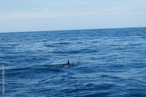 Sea bird and dolphins