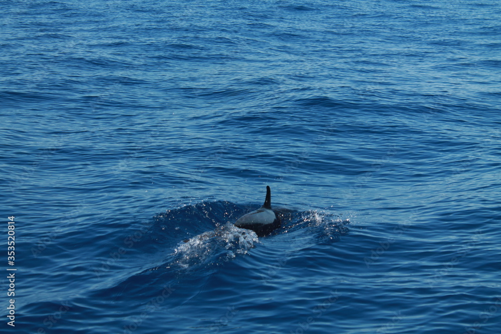 Naklejka premium Sea bird and dolphins