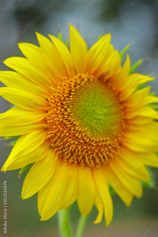 Obraz premium sunflower in the garden