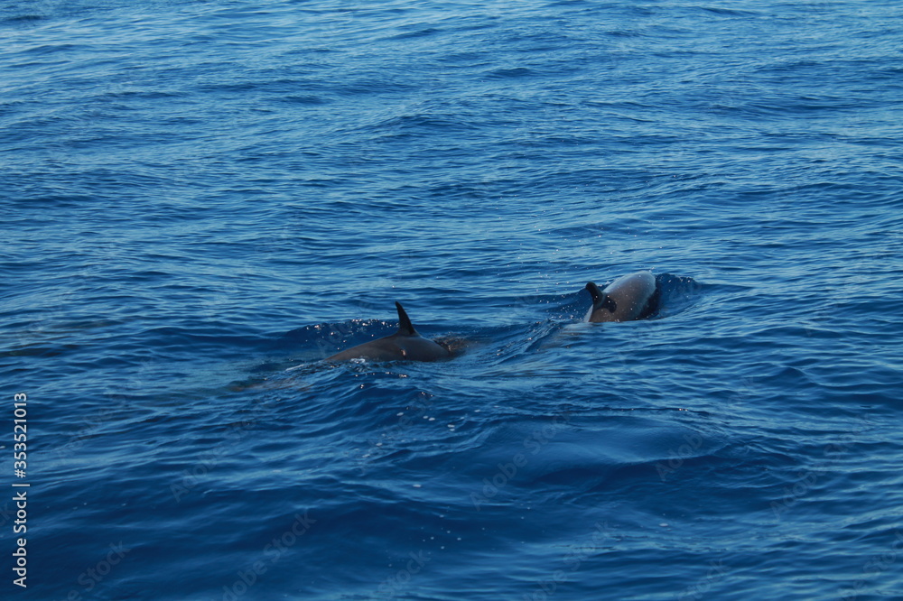 Naklejka premium Sea bird and dolphins