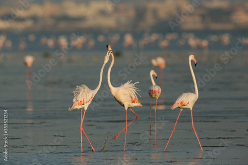 Greater Flamingo courtshipt at Eker creek, Bahrain